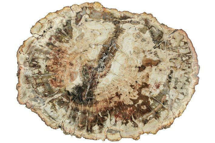 Triassic, Petrified Wood (Araucaria) Round - Madagascar #217083